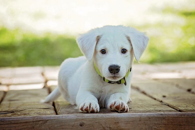 Conseils pour éduquer un chiot