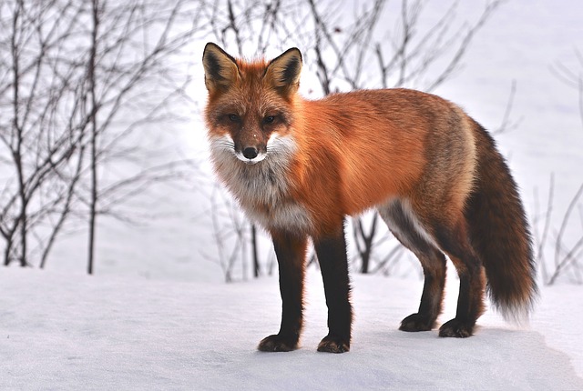 La Vie des Animaux Sauvages: Quels Sont les Dangers?