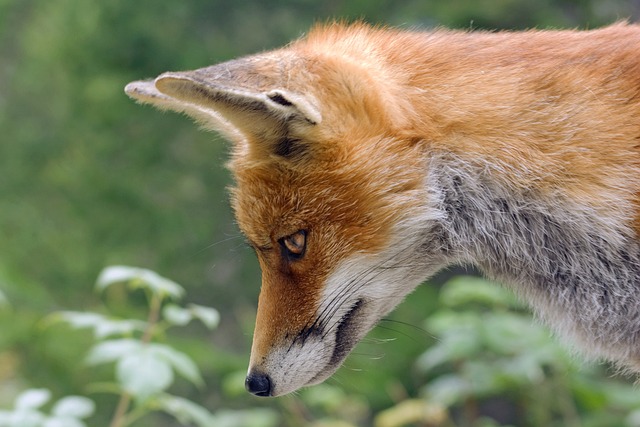 Comment protéger les animaux sauvages