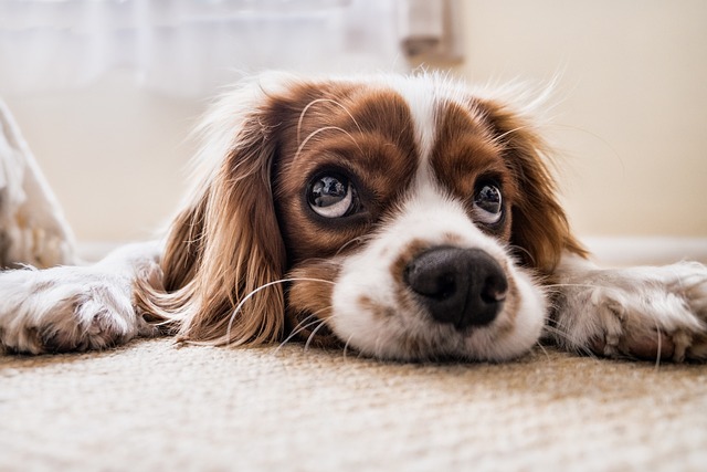 Les bonnes raisons d'adopter un animal de compagnie